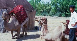 Los camellos son animales domésticos importantes en Asia
