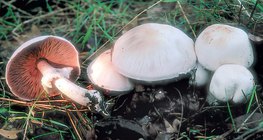 Agárico-dos-bosques-anisado