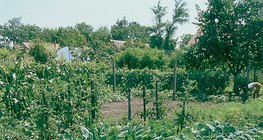 asociación de cultivos