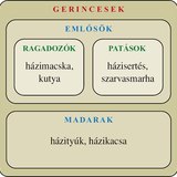 Ábra: Gerincesek: emlősök, madarak