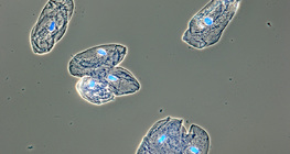 Células da mucosa que revestem a boca humana
