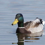 Mallard