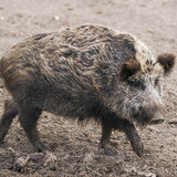 Wild boar