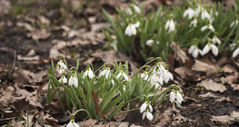 Campanilla de invierno