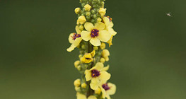 Verbascum nigrum