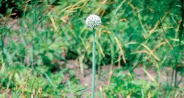 Cebola desabrochando