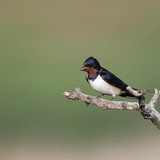 Barn swallow