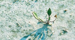 Florescimento em solo salgado