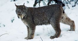 Lince
