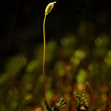 Seta and sporangium of a mature moss plant