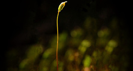 Seta e esporângio de uma planta de musgo madura