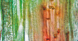 Tecido vascular vegetal (caule de cabaço)