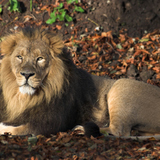Male lion 