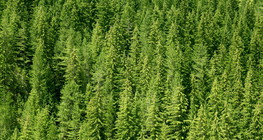 Floresta de pinheiros