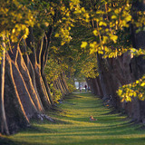 Hilera de plátanos de sombra