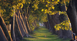 Hilera de plátanos de sombra