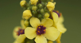 Verbascum nigrum