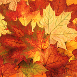 Autumn leaves