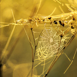 Teia de aranha