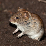 Ratón