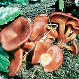 Jack-o'-lantern mushroom
