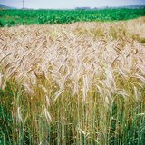Espigas de trigo
