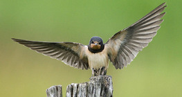 Andorinha-de-pescoço-vermelho
