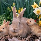 الموسوعة المدرسية: التكاثر عند الحيوانات الولودة