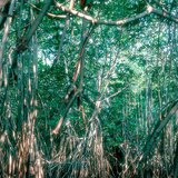 Manglar