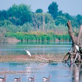 Kis-Balaton, a wetland in Hungary