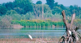 Kis-Balaton, uma zona húmida na Hungria