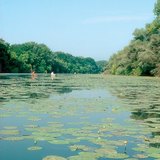 One of the backwaters of the Tisza River