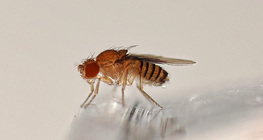 Drosophila - olhos vermelhos (selvagem)