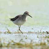 Wood sandpiper
