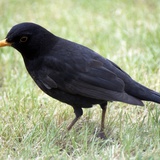Common blackbird 