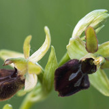 Early spider orchid
