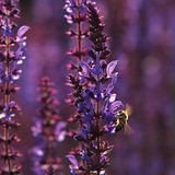 Uma abelha na Salvia pratensis
