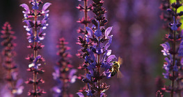 Abelha sobre o sálvia dos Prados