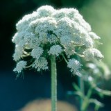 Umbels of the carrot