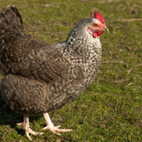 Gallina