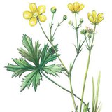 Meadow buttercup