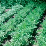 Cultivo de zanahorias en el jardín