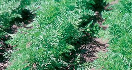 Cenouras crescentes no jardim