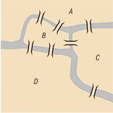 The Seven Bridges of Königsberg