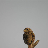 Pardal-doméstico (fêmea)