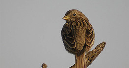 Pardal-doméstico (fêmea)