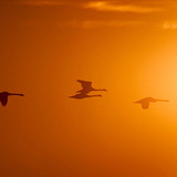 Pássaros a voar à luz do sol