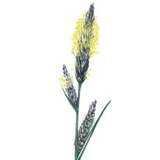 Distant sedge
