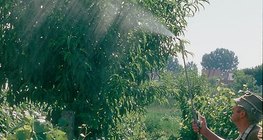 Pulverizar con purín de ortigas