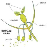 A búza virága